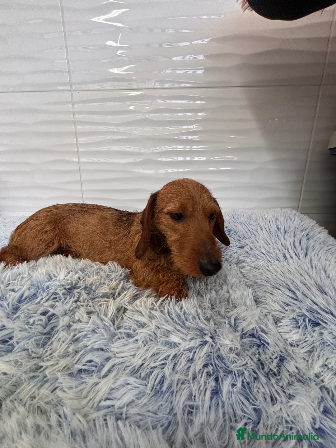 Teckel perros en venta: TECKEL KANINCHEN PELO DURO - Anuncio 5