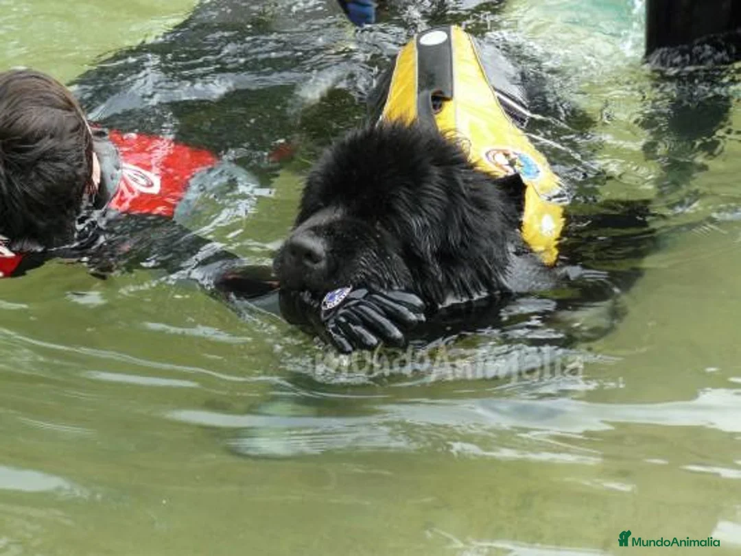 Imagen de galería {{count}}