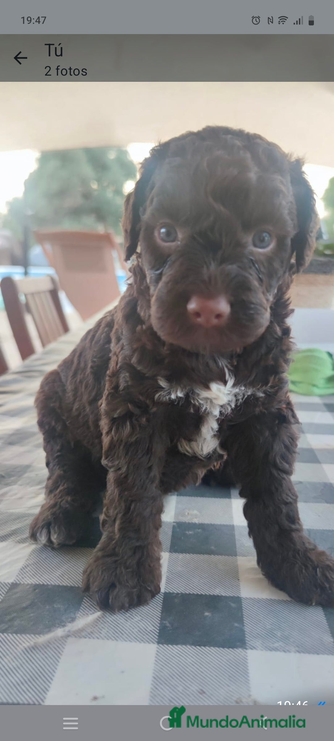 Perro de Agua Americano perros Perro de agua  - Anuncio 1