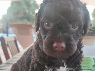 Perro de Agua Americano perros - Anuncio 27