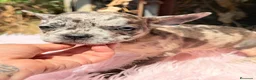 Bulldog Francés perros en venta: ÚLTIMA HEMBRA BULLDOG FRANCÉS EXOTICA - Anuncio 3