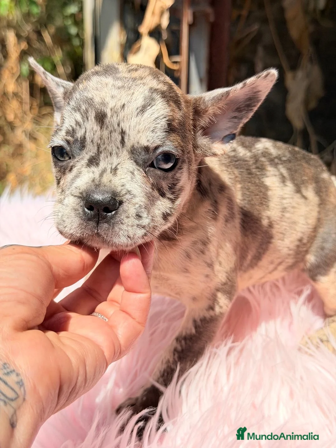 Bulldog Francés perros en venta: ÚLTIMA HEMBRA BULLDOG FRANCÉS EXOTICA - Anuncio 3