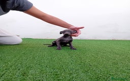 Pequeño Lebrel Italiano perros en venta: PICCOLO BLUE-OJOS AZULES - Anuncio 2