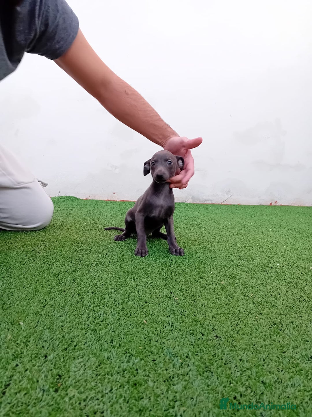 Pequeño Lebrel Italiano perros en venta: PICCOLO BLUE-OJOS AZULES - Anuncio 2