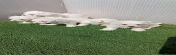 Bichón Maltés perros en venta: Bichon maltes - Anuncio 3