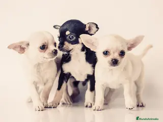 Chihuahua perros chihuahua - Anuncio 8