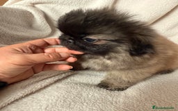 Pekinés perros en venta: Precioso machito de Pekines Imperial - Imagen 10