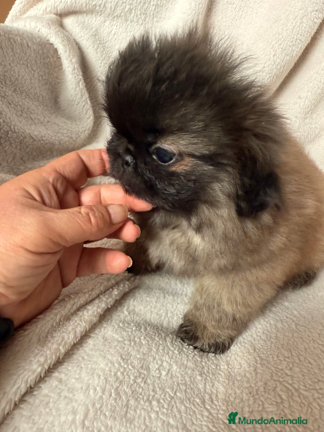 Pekinés perros en venta: Precioso machito de Pekines Imperial - Imagen 10