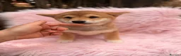 Shiba Inu perros en venta: Shiba Inu rojo y tricolor  - Anuncio 16