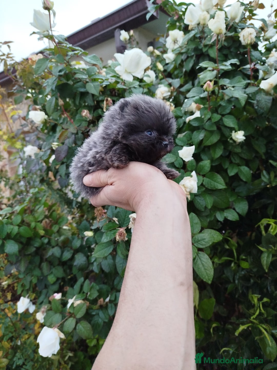 Pomerania perros en venta: Lulú de pomerania toy  - Anuncio 3