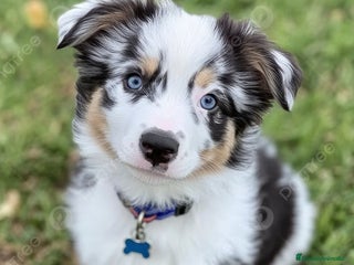Border Collie perros Border collie - Anuncio 8