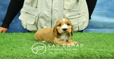Cocker Spaniel Inglés perros Cachorros de cocker spaniel inglés disponibles.  - Anuncio 2