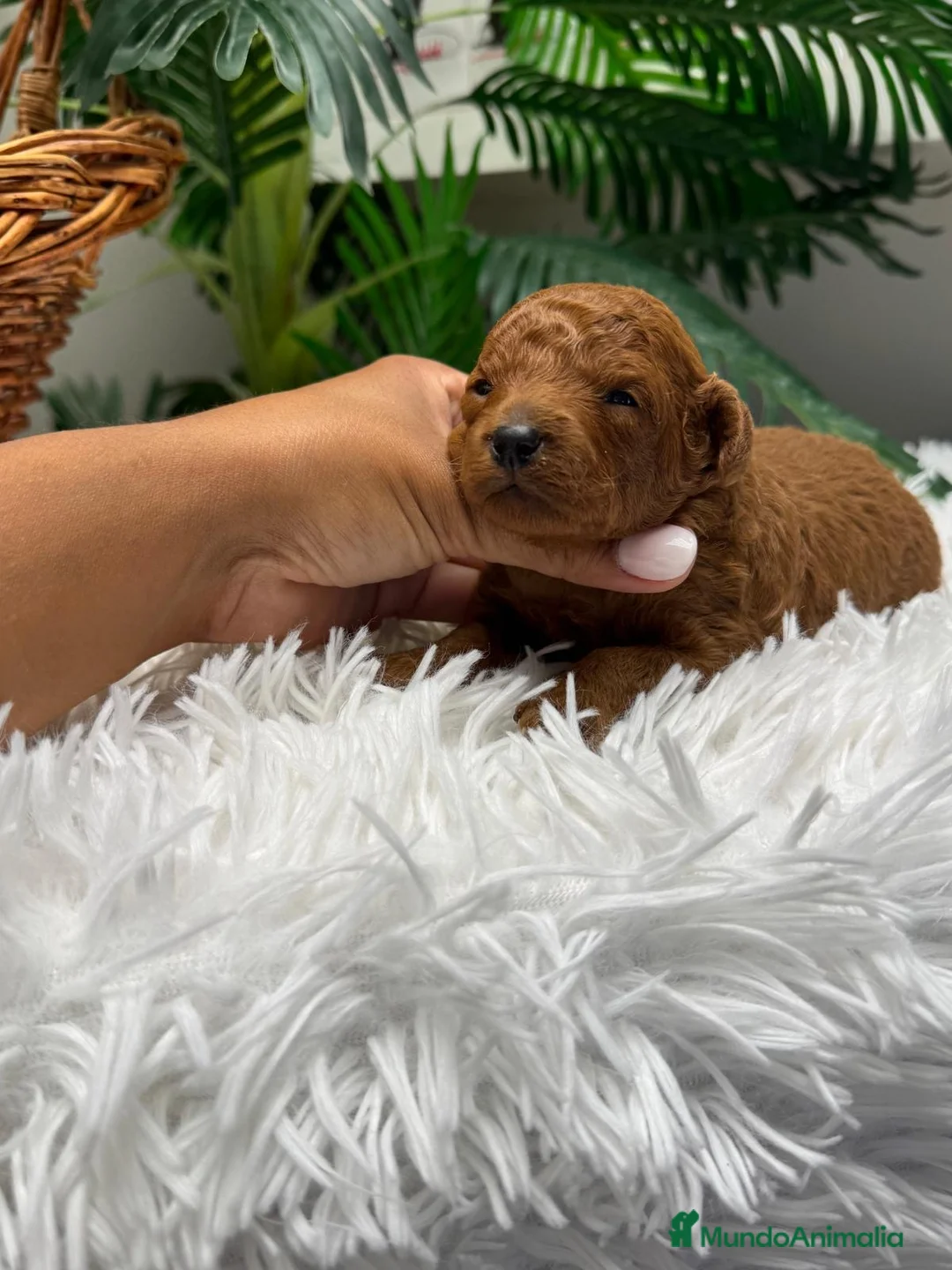 Caniche Toy perros en venta: CANICHE TOY - Anuncio 2
