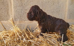 Perro de Agua Español perros en venta: Perro de agua color chocolate  - Imagen 3