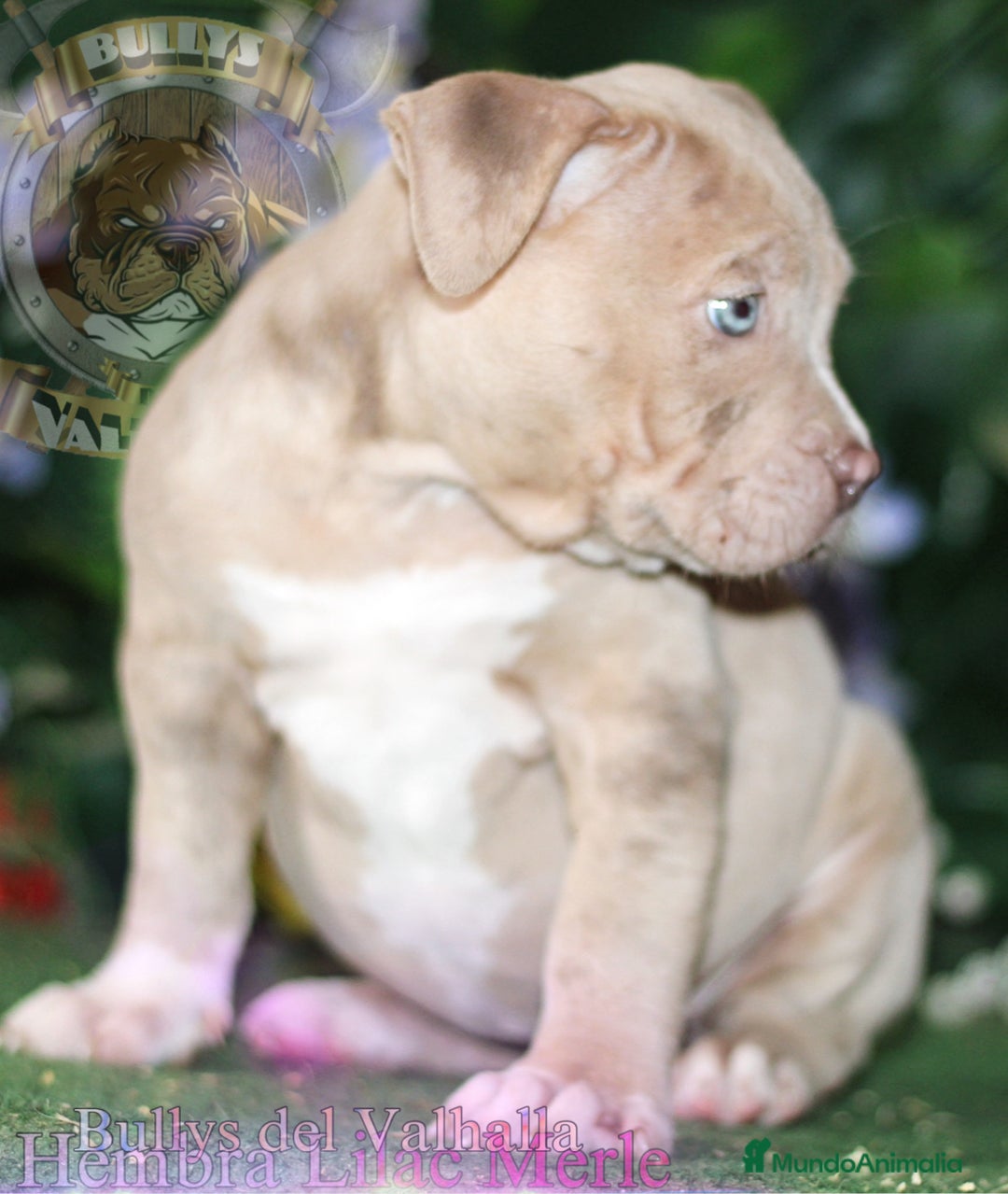 American Bully perros en venta: AMERICAN BULLY XL / AMERICAN BULLY XXL  - Imagen 4