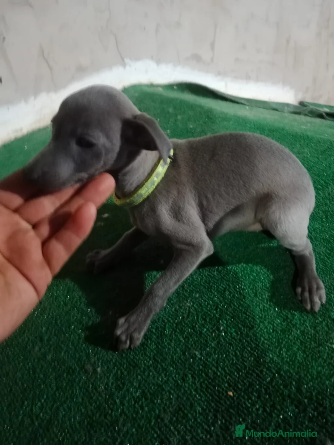 Pequeño Lebrel Italiano perros en venta: Cachorros de lebrel italiano - Anuncio 5