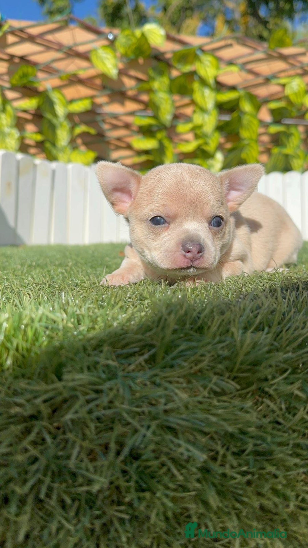 Chihuahua perros en venta: CHIHUAHUA HEMBRA - Imagen 9