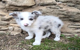 Border Collie perros en venta: Cachorros border collie! Ojos azules! - Imagen 2