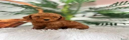 Caniche Toy perros en venta: CANICHE TOY  - Anuncio 20