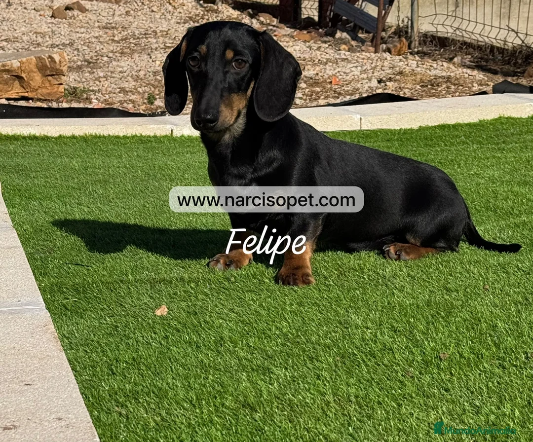 Teckel Miniatura perros en venta: TECKEL 4 MESES NEGRO FUEGO - Anuncio 1