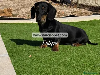 Teckel Miniatura perros TECKEL 4 MESES NEGRO FUEGO - Anuncio 2