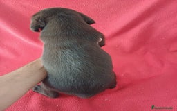 Labrador Retriever perros en venta: Labrador Retriever Chocolate  - Imagen 2