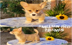 Welsh Corgi Pembroke perros en venta: Welsh Corgi Pembroke cachorros - Imagen 4