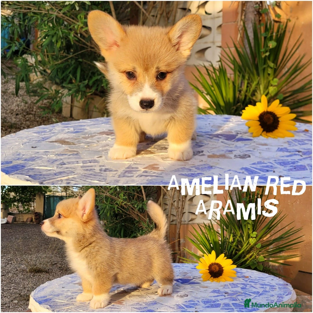 Welsh Corgi Pembroke perros en venta: Welsh Corgi Pembroke cachorros - Imagen 4