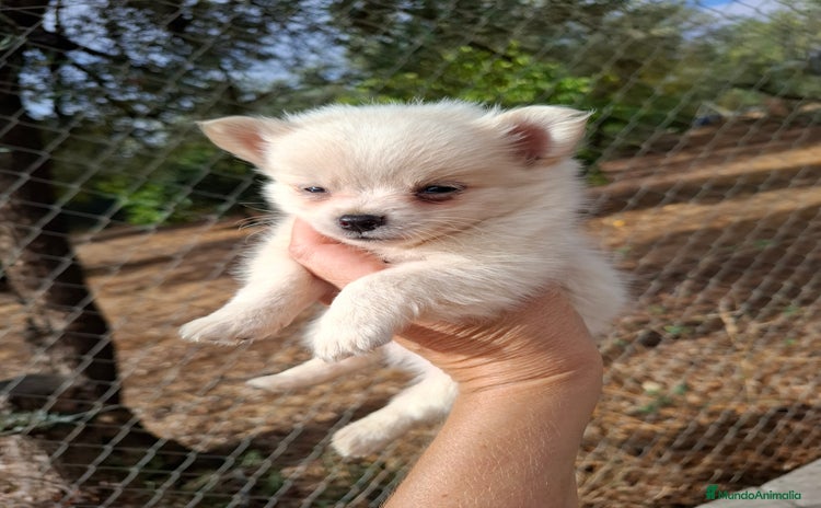 Pomchi perros - Anuncio 2