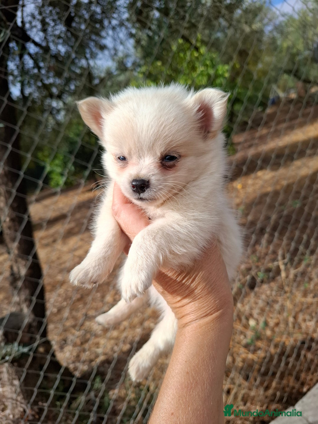 Pomchi perros en venta: Pomchis espectaculares - Imagen 1