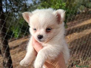 Pomchi perros - Anuncio 1