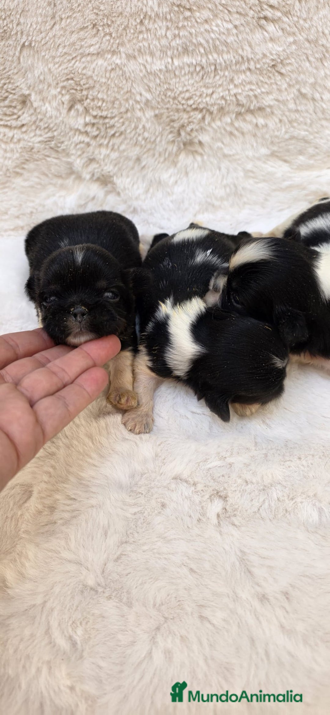Shih Tzu perros en venta: Shitzu toy 🐾💙💙 - Imagen 7