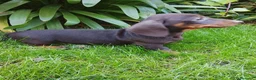 Teckel Miniatura perros en venta: Cachorros de teckel miniatura negro y chocolate  - Anuncio 4