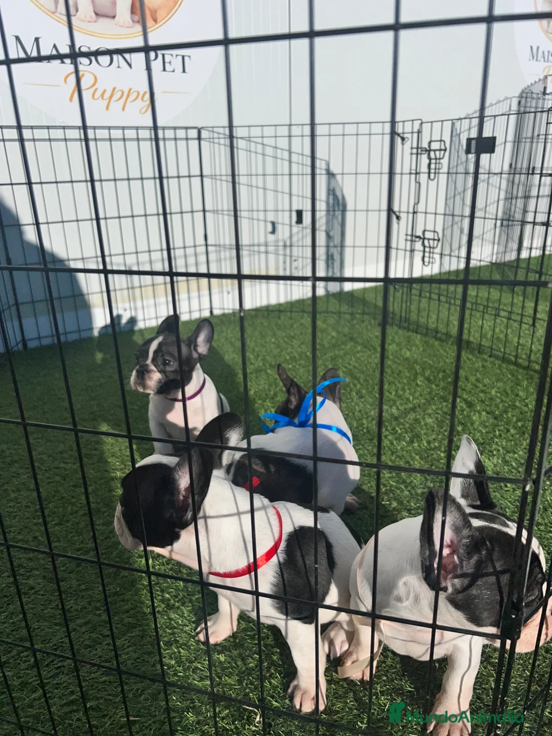 Bulldog Francés perros en venta: CAMADA DE BULLDOG FRANCÉS VAQUITA  - Anuncio 1