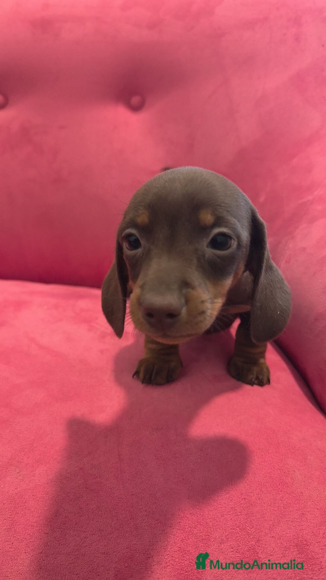 Teckel Miniatura perros Teckel Chocolate mini ♂️♀️ - Anuncio 2