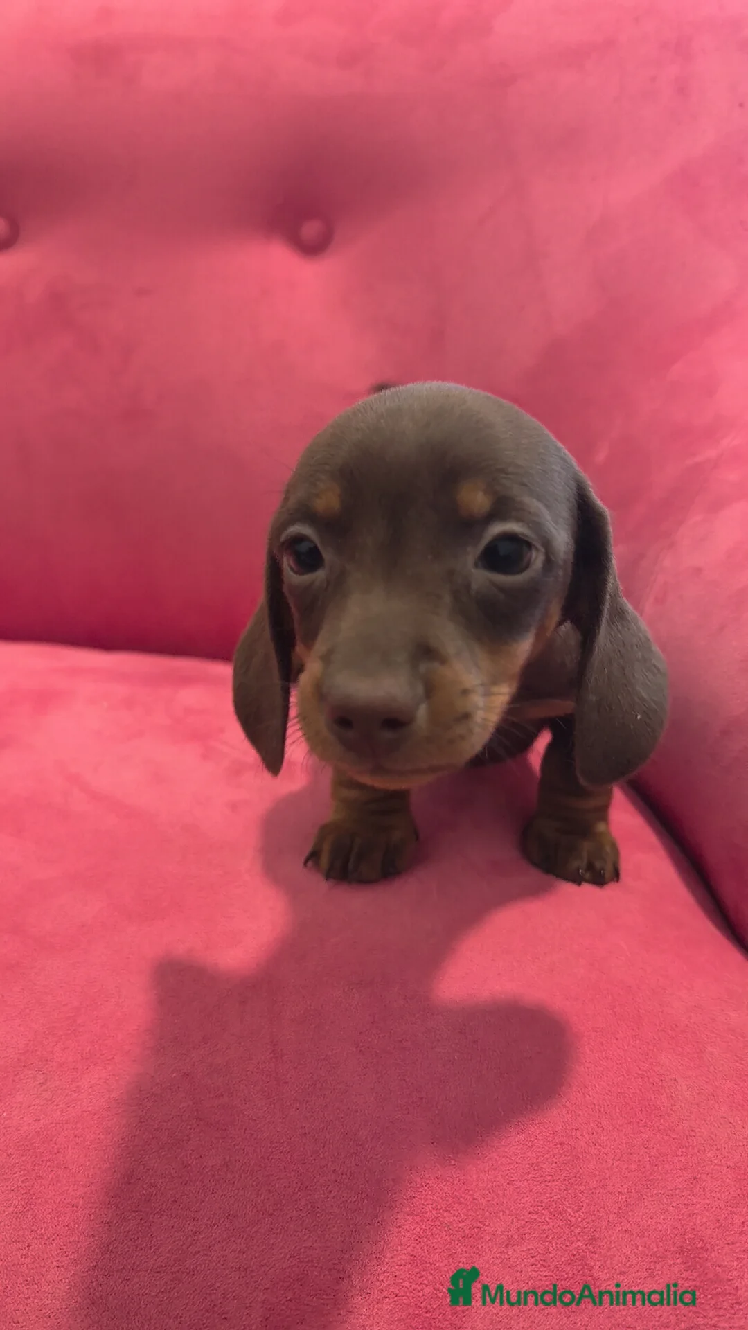 Teckel Miniatura perros en venta: Teckel Chocolate mini ♂️♀️ - Anuncio 1