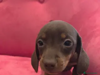 Teckel Miniatura perros Teckel Chocolate mini ♂️♀️ - Anuncio 2