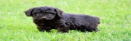 Perro de Agua Español perros en venta: CAMA DE PERRO DE AGUA ESPAÑOL  - Anuncio 9