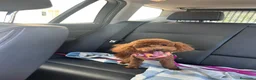 Caniche Toy perros en venta: Machitoa.de caniche toy  - Anuncio 1