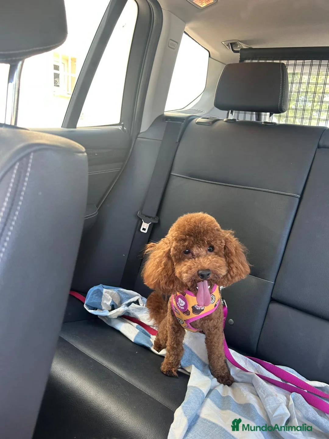 Caniche Toy perros en venta: Machitoa.de caniche toy  - Anuncio 1