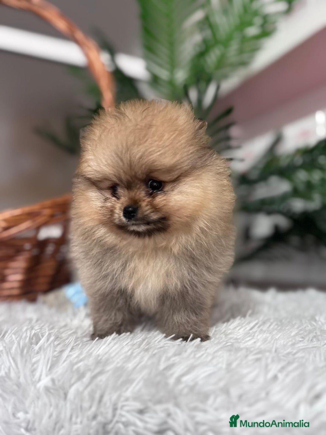 Pomerania perros en venta: POMERANIA CARITA DE OSITO - Anuncio 3