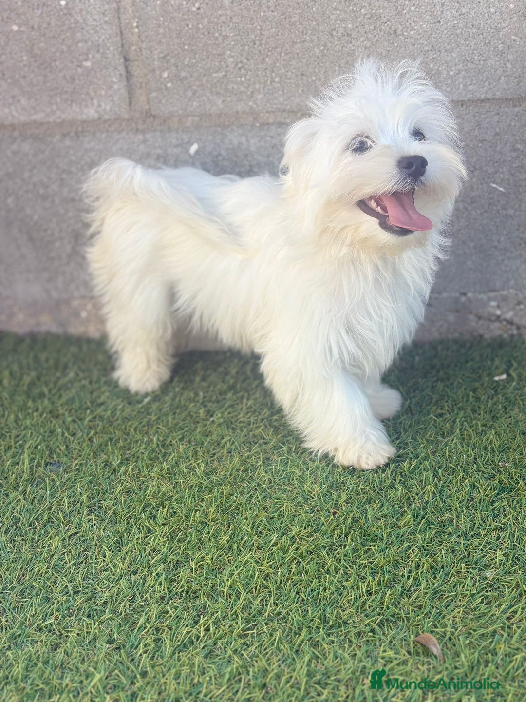 Bichón Maltés perros en venta: Bichon maltes - Imagen 15