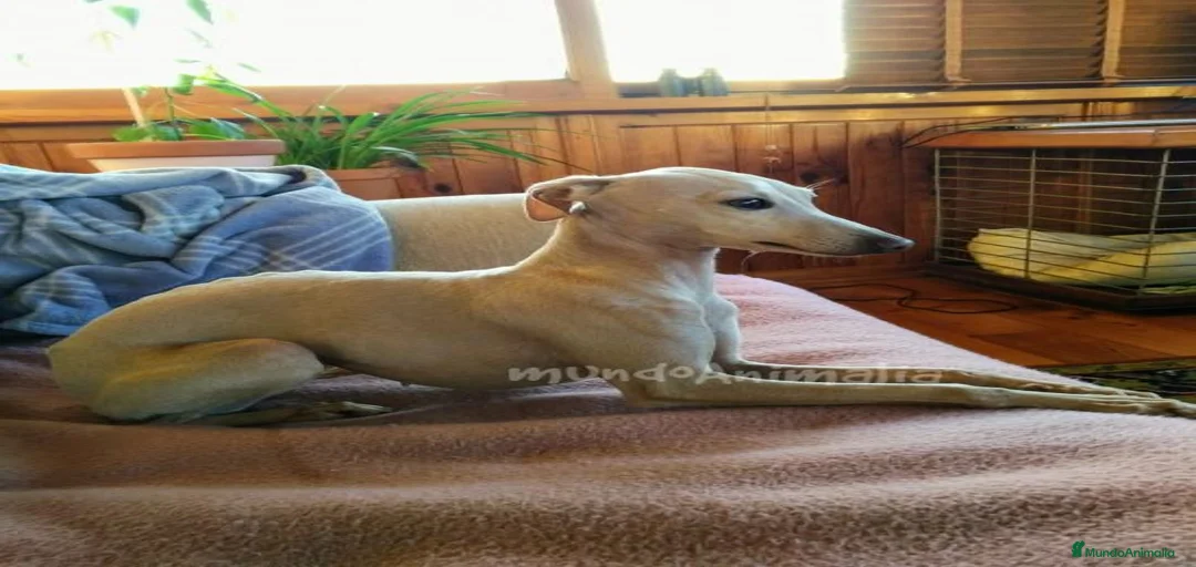 Imagen de galería {{count}}