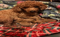 Caniche Enano perros en venta: Caniche roja hembra  - Anuncio 6