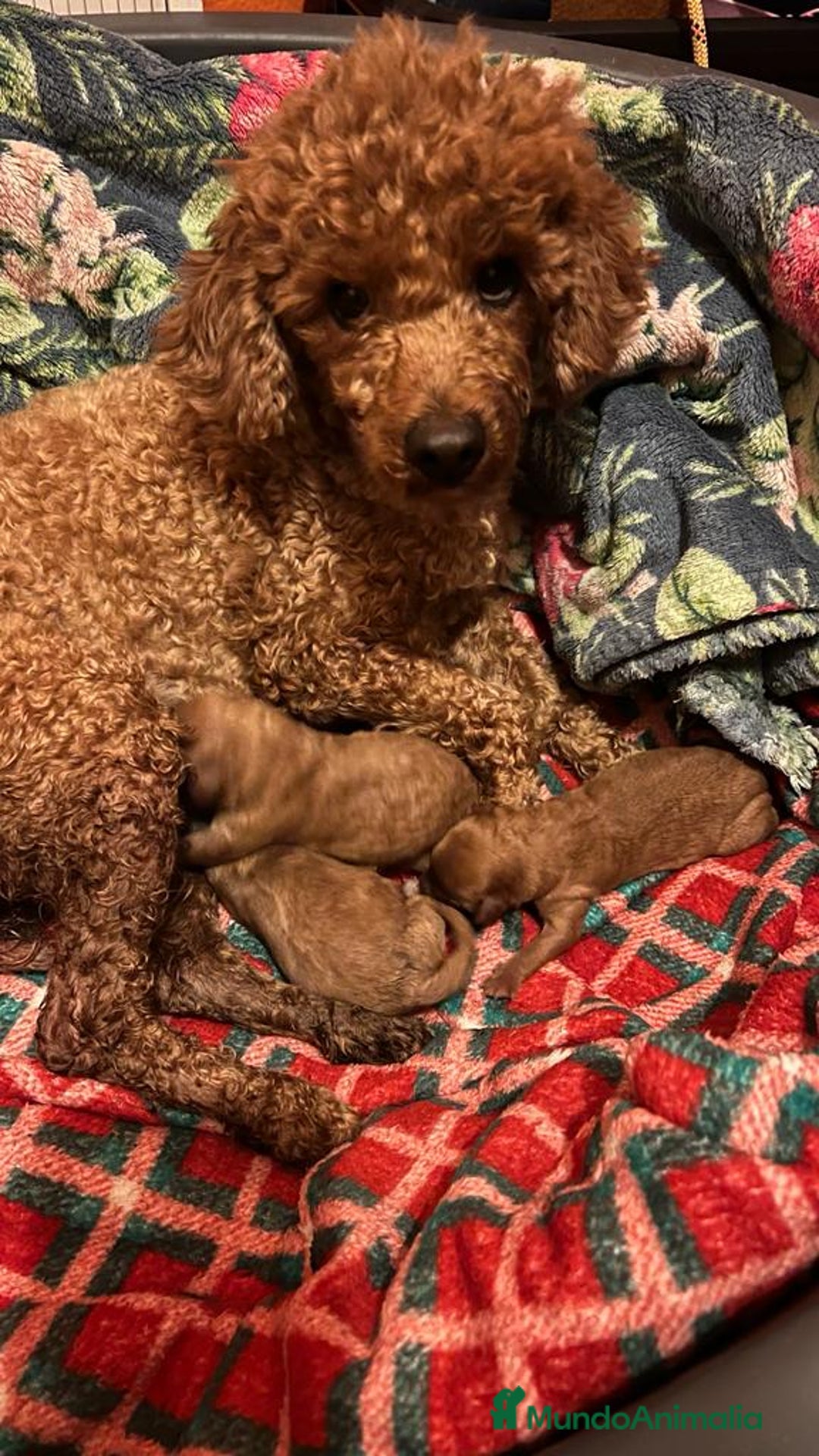 Caniche Enano perros en venta: Caniche roja hembra  - Anuncio 6