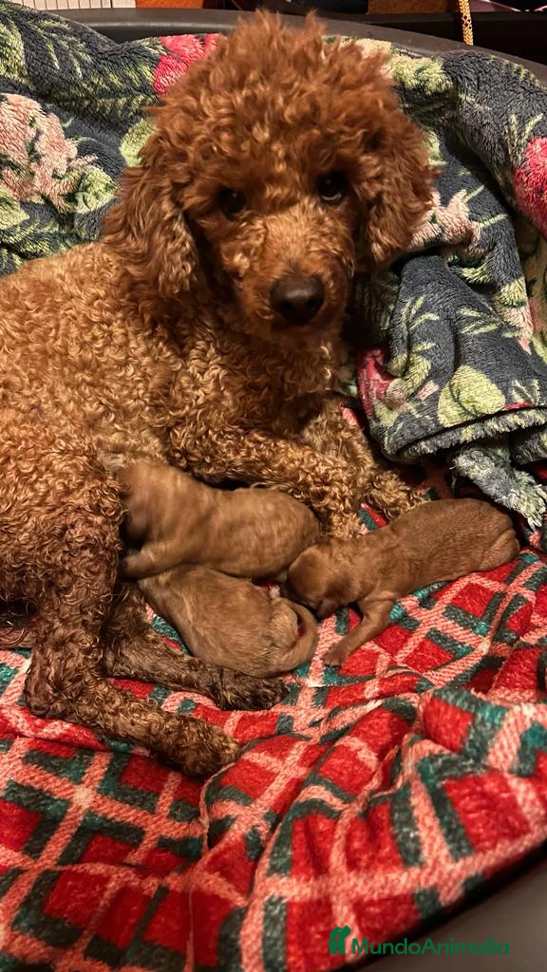 Caniche Enano perros en venta: Caniche roja hembra  - Anuncio 6