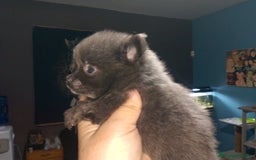 Pomerania perros en venta: Preciosas camada de pomerania  - Imagen 9