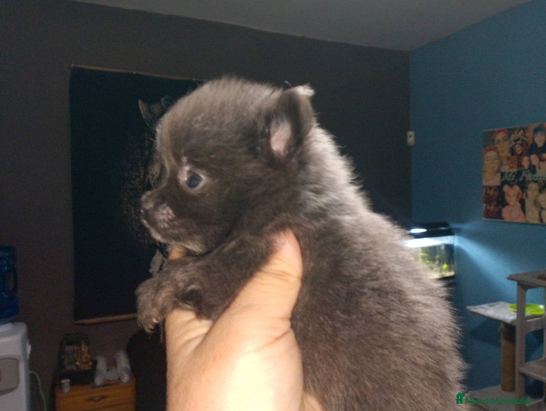 Pomerania perros en venta: Preciosas camada de pomerania  - Imagen 9