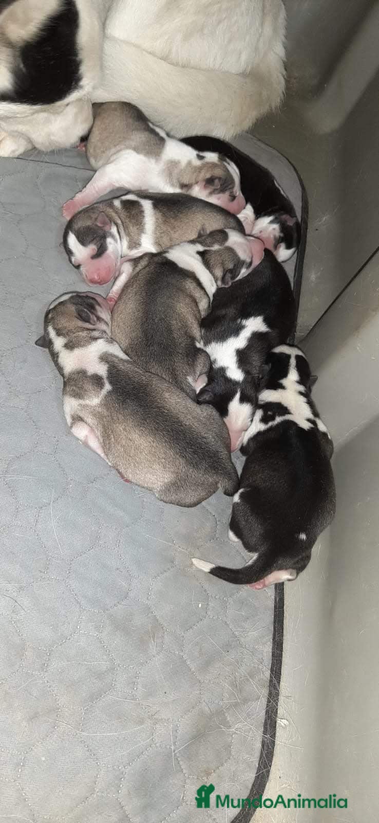 Husky Siberiano perros Hasky siberiano  - Anuncio 24