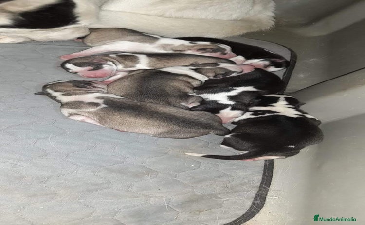 Husky Siberiano perros - Anuncio 15